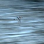 Sanderling in flight, Long Strand