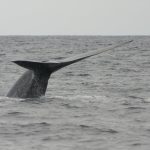 Blue Whales seen off Irish coast