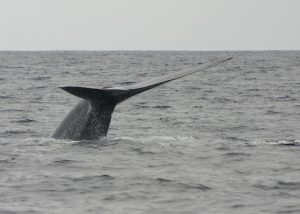 Blue Whales seen off Irish coast