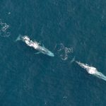 Blue Whales photographed in Ireland