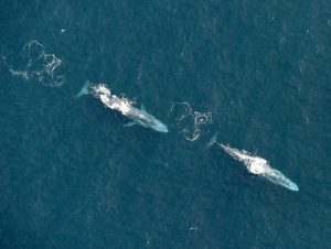 Blue Whales photographed in Ireland