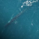 Fin whale photographed off the Irish coast