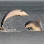 Bottlenose Dolphins in Killiney Bay, Co. Dublin by Robert Kelly via the Ireland's Wildlife Flickr Group