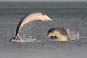 Bottlenose Dolphins in Killiney Bay, Co. Dublin by Robert Kelly via the Ireland's Wildlife Flickr Group