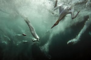 “Gannet Jacuzzi” by British Wildlife Photographer of the Year 2012, Dr Matt Doggett