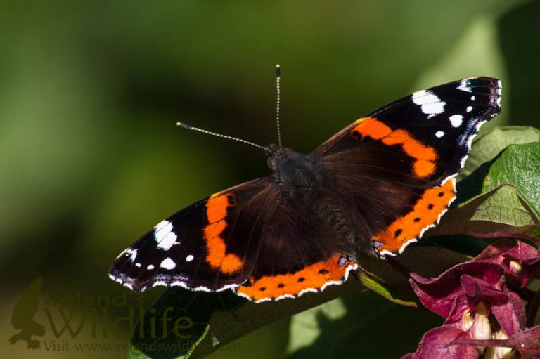 Red Admiral (Vanessa atalanta)