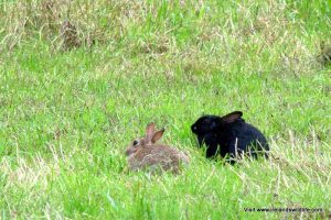Melanistic "black" rabbits occur quite regularly in some populations