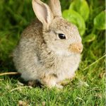 A young European Rabbit (Oryctolagus cuniculus)