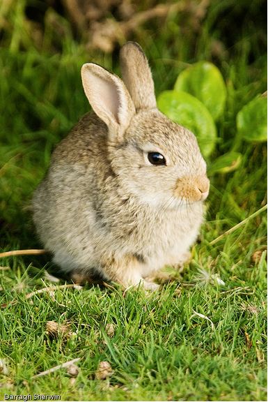 A young European Rabbit (Oryctolagus cuniculus)
