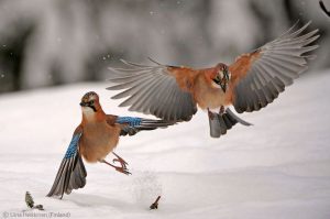 Squabbling Jays by Finnish 9-year-old Liina Heikkinen, runner up in the Under 10s category