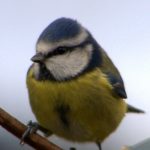Blue Tit (Parus caeruleus) in Ireland