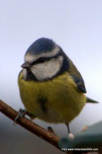 Blue Tit (Parus caeruleus) in Ireland