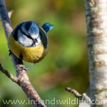 The blue tit -- one of the most striking of our common garden birds