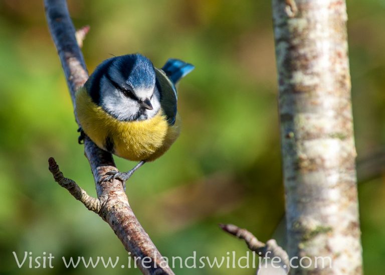 The blue tit -- one of the most striking of our common garden birds