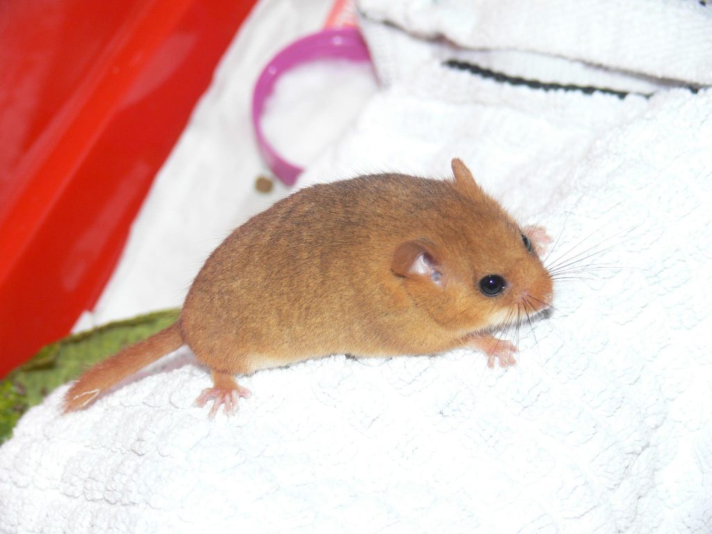 Non-native Hazel Dormouse found in County Kildare, Ireland