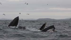 Humpback pair bubble-netting off the Stags, 24/11/12 (c) Padraig Whooley, IWDG