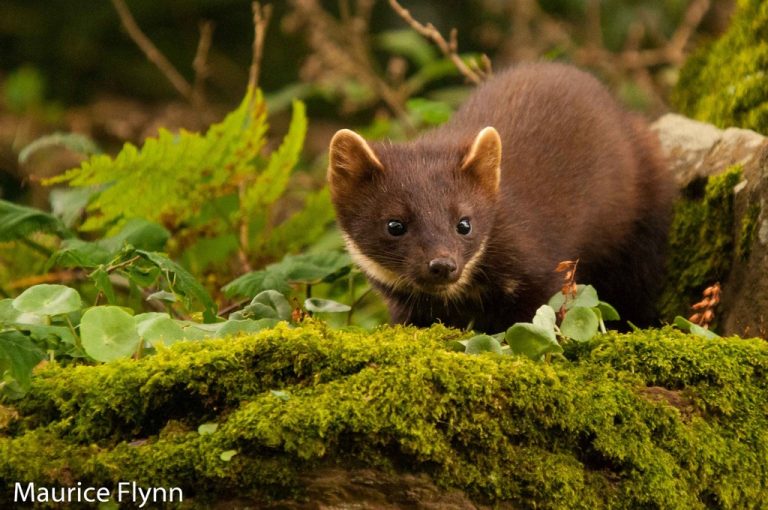 Irish pine marten populations recovering