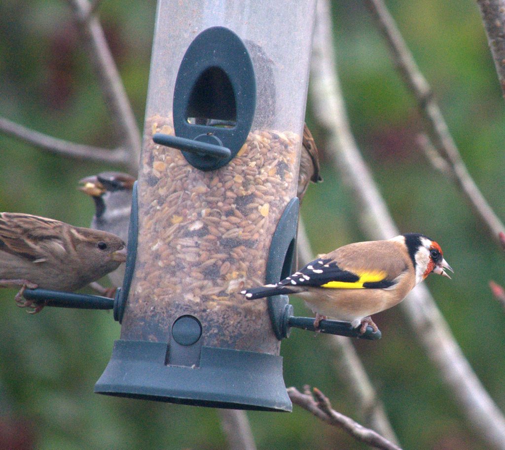 Garden Birds