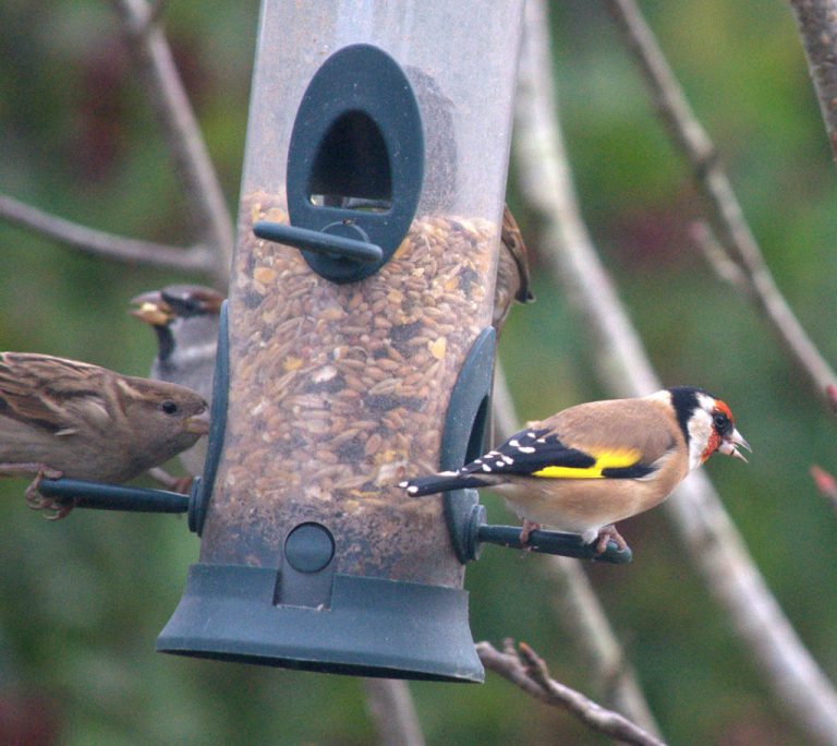 Garden Birds