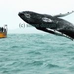 A humpback whale breaches alongside a botat in West Cork (c) Simon Duggan