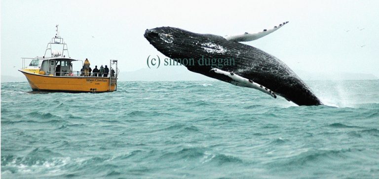 A humpback whale breaches alongside a botat in West Cork (c) Simon Duggan