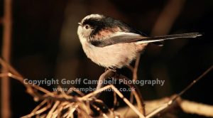 Long Tailed Tit (Aegithalos caudatus)