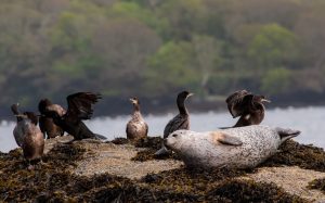 Common seal and shags on the West Cork coast