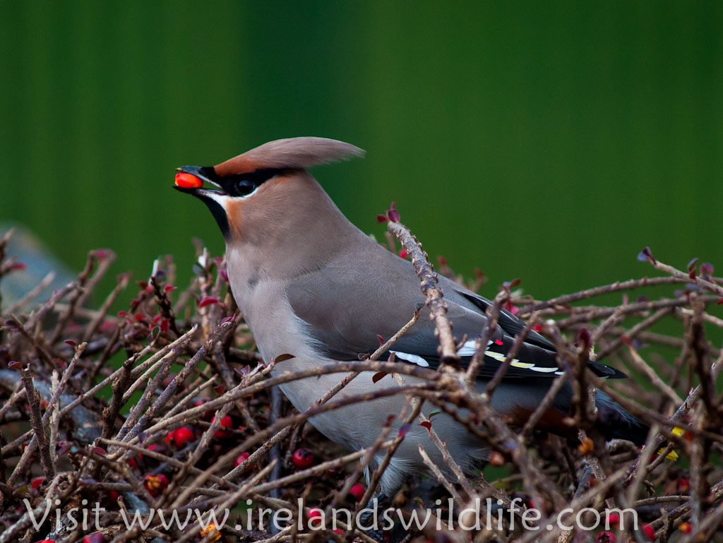 Waxwing in Clonakilty Co. Cork, Ireland