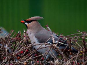 Waxwing in Clonakilty Co. Cork, Ireland