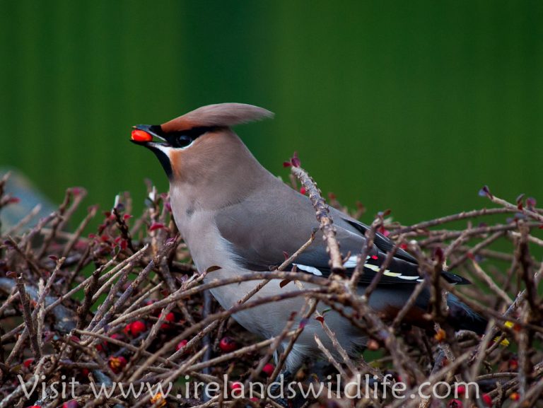 Waxwing in Clonakilty Co. Cork, Ireland