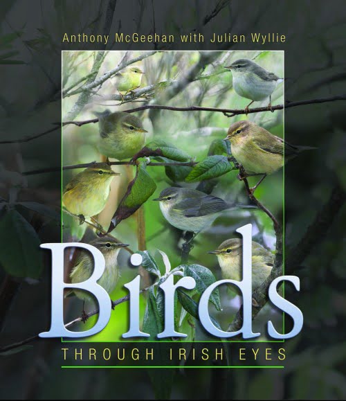 Birds through Irish Eyes