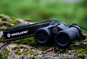 Vanguard Spirit ED 8x36 front view