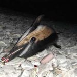 Dead Common Dolphin, Achill Island