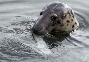 Grey Seal by Leon van der Noll