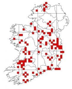 Newt distribution Ireland