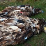 White-tailed eagles poisoned in Cork and Kerry