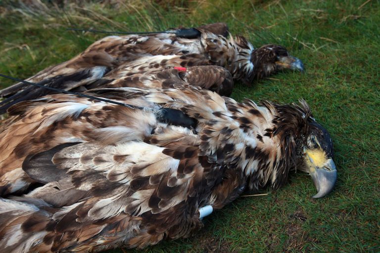 White-tailed eagles poisoned in Cork and Kerry