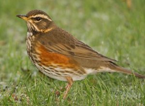 Redwing by Alistair Prentice via Flickr