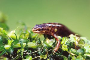 Smooth Newt by Andrew Kelly