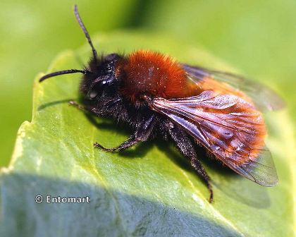 Andrena fulva - extinct solitary bee rediscovered in 2012