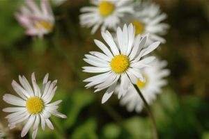 Common Daisy (Bellis perennis) by Nuuuuuuuuuuul via Flickr