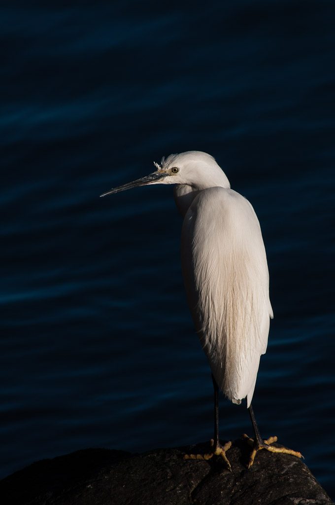 Little Egret