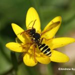 Solitary bee - Nomada - Andrew Byrne