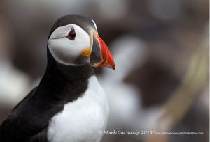 Atlantic Puffin by Mark Carmody