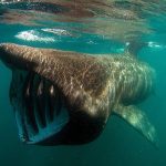 Basking Shark Ireland