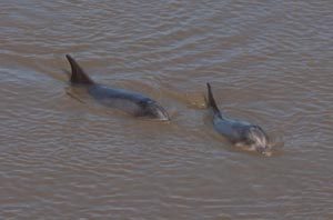 Bottlenose Dolphins Bunratty