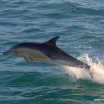 Common dolphins risk bycatch in fishing gear