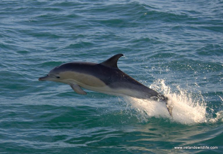 Common dolphins risk bycatch in fishing gear