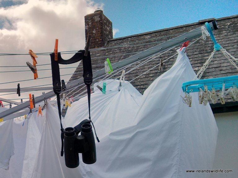 Washing Line Wildlife -- you never know what you might see!