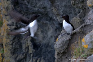A razorbill coming back to its nest on an Irish cliff